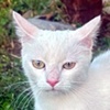 Bali Katze Valcea